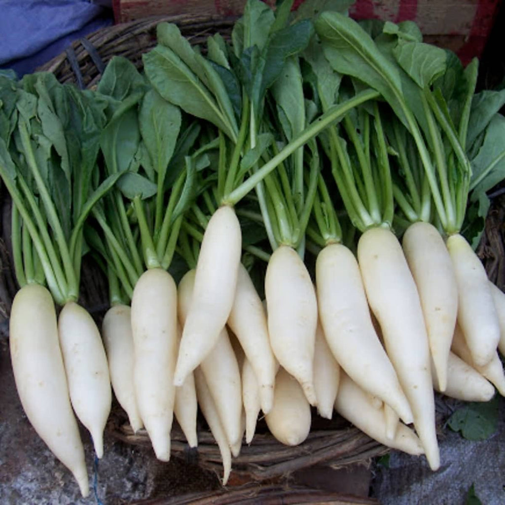 Daikon (White Radish) with Leaves Vegetables DAAKS PER LB 