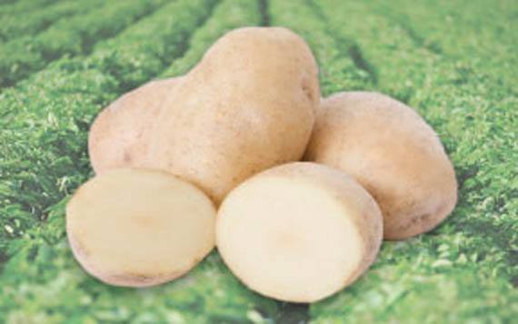 White Potatoes Vegetables IndiaSuperMart PER LB 